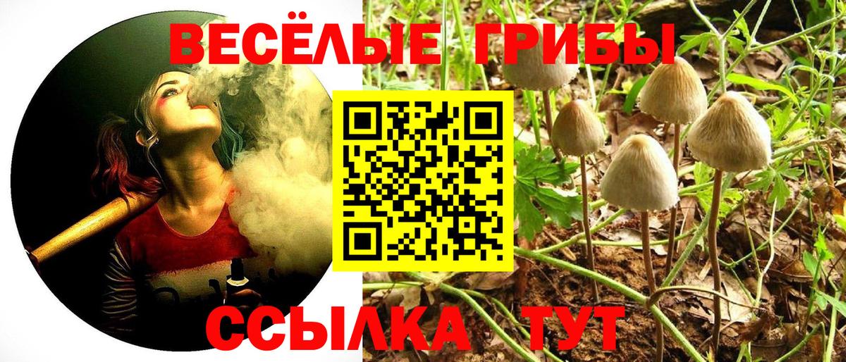 Псилоцибиновые грибы Psilocybe  где найти   Ессентуки  Вход с VPN  Галлюциногенные грибы Psilocybe 